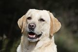 LABRADOR 766